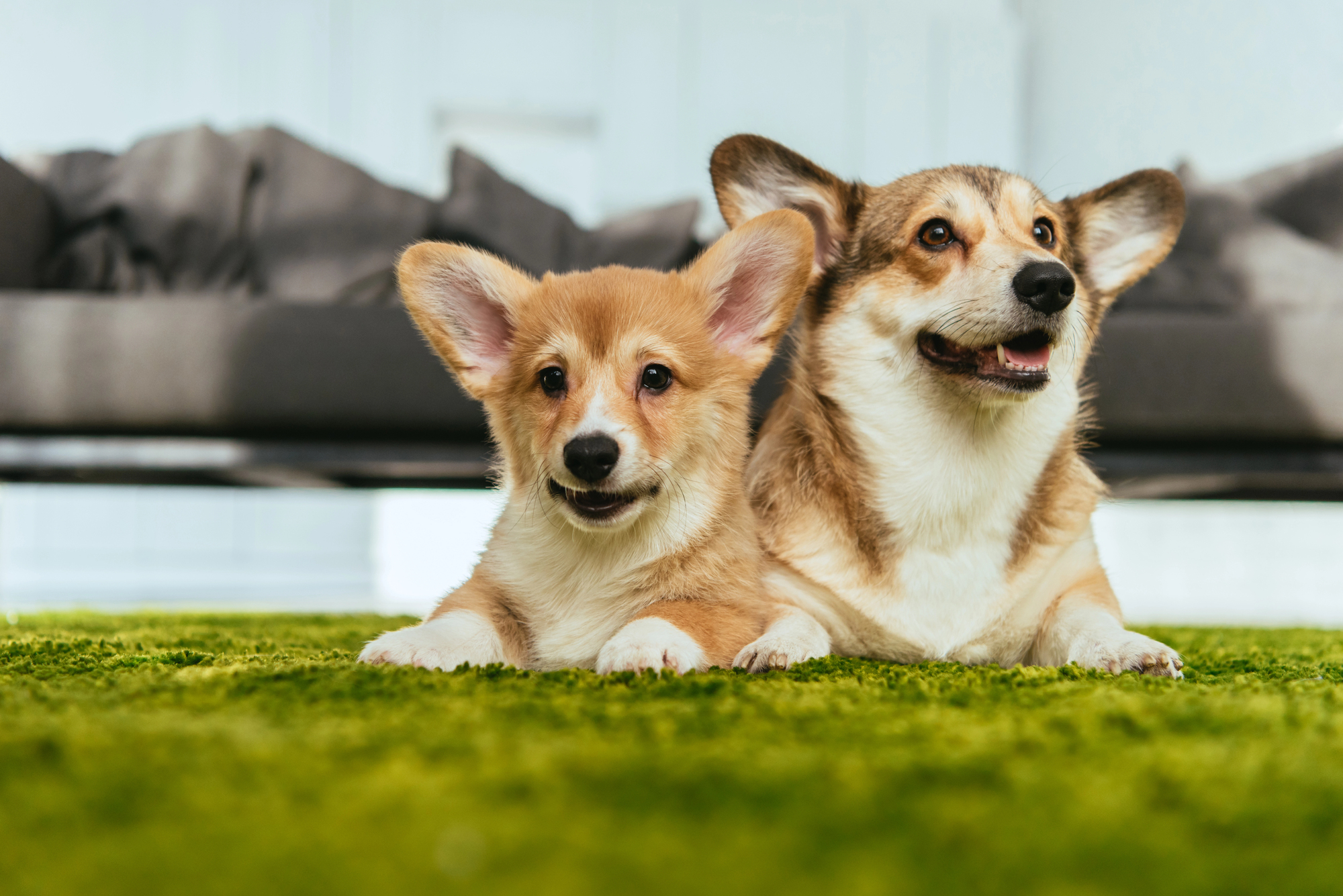 Custom Dog Beds: Comfort & Durability for Your Furry Friend